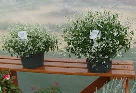 After bloom time, shear the plants to deadhead and for neatness. Baby S Breath Euphorbia A Texan Plant At Heart Agrilife Today