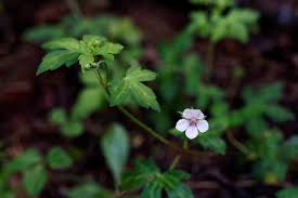 Image result for Geraniaceae