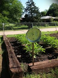 Fortunately, it's relatively easy to keep birds out of your blueberry patch. Rabbits Squirrels And Birds Oh My Gardening Solutions My Crazy Blessed Life