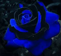 Beautiful Black And Blue Roses Pin By Jane Kimble On Flower Dark Blue Flowers Blue Roses Blue Flowers