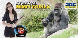 Nomor Togel Mimpi Gorila Tafsir Arti Mimpi Gorila Primbon Mimpi Gorila Pools303
