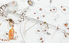 Image result for drop of seawater microscope