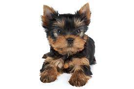 The indentation left behind in something after having teeth bitten into it. Yorkshire Terrier Yorkie Dog Breed Information