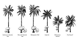 Pure coconut oil provider malaysia, virgin coconut oil in malaysia, coconut cooking oil in malaysia. Plantation Coconut Handbook