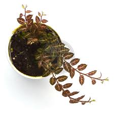 Image result for Solanum sp. A