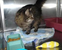 Boutiques spécialisées pour chiens et chats. Our Services St Hubert Brossard Longueuil Hopital Veterinaire Cani Felis Inc