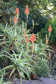 Image result for Mimulopsis arborescens