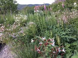Mein Garten Gillenium Trifolata Im Vordergrund Garten
