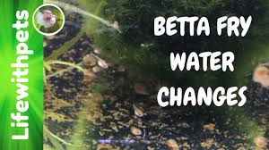 Betta Fry Water Changes And Sneak Peak Of New Tank Episode 3 Youtube