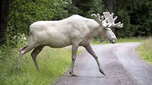 Comparatives and superlatives complete the sentences below. Specter Moose Of Maine Legends Of America