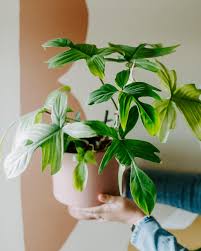 Image result for Filodendron Philodendron