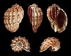 Image result for Harpachne