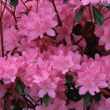 Plants Azalea Japonica Gilbert Mullie 2ltr Plants Perennials Azaleas