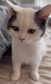 My friend's cat looks like Larry David : r/cats