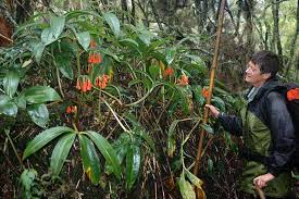 Image result for Scadoxus membranaceus