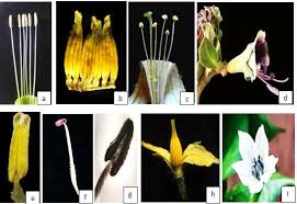 Image result for Andropterum