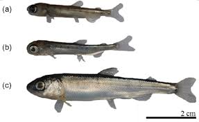 Oncorhynchus keta infra manok abramov, 1948: Typical External Morphology Of The Chum Salmon Oncorhynchus Keta A Download Scientific Diagram