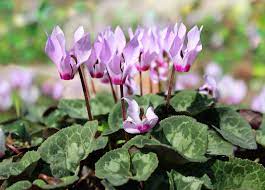 Check spelling or type a new query. Care Of Hardy Cyclamen Planting Hardy Cyclamen Bulbs Outdoors