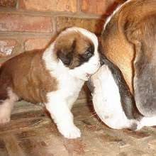 Bernard puppy for sale if you can adopt and save a life? Puppyfind Saint Bernard Puppies For Sale