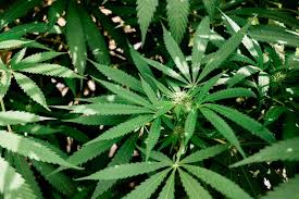 Bud's plants and produce, belmont, north carolina. 1000 Marijuana Plant Pictures Download Free Images On Unsplash