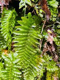 Image result for Trichomanes