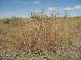 Image result for Eragrostis nindensis