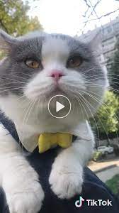 anlayamadik gitti su kedinin derdini cat voice cute cats cute little animals