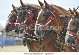 Experienced horses for filming, riding horses, trick horses, liberty horses, union riders. Belgian Draft Horses 4 Abreast Close Up Belgian Draft Horse Team 4 Abreast Close Up Canstock