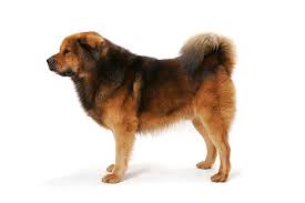 About the cheapest uk classified ads website. 13 Largest Dog Breeds Towering And Commanding
