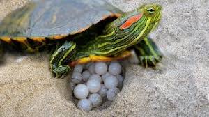 Substrate is the material used on the bottom of your turtle's aquarium. Red Eared Slider Turtle Covering Her Nest And Laying Egg Youtube