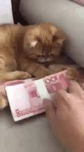Animasyonlu Fotograf Kedi Esprileri Komik Hayvan Fotograflari Komik Hayvan Videolari