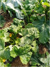 Image result for Tragus pedunculatus