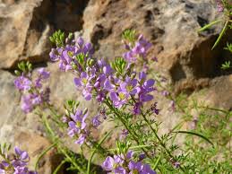 Image result for Cleome oxyphylla