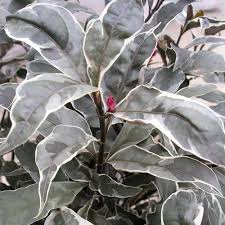 Image result for Pseuderanthemum