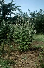 The leaves and the root are used to make medicine. Althaea Officinalis Marsh Mallow Common Marshmallow Pfaf Plant Database