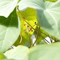 Image result for Stephania cyanantha