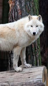 Animal Wolf Predator Animal White Wolf Wildlife Wolf 1080x1920 Mobile Wallpaper Wolf Predator Animal Planet Arctic Wolf