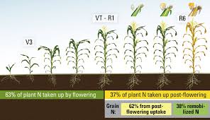 Nitrogen Use And Uptake In Corn Agventure