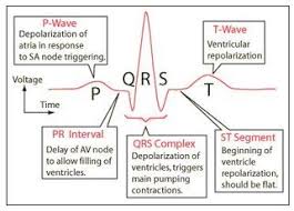 Components Of The Ecg Strip