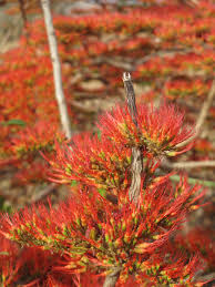 Image result for Combretum paniculatum