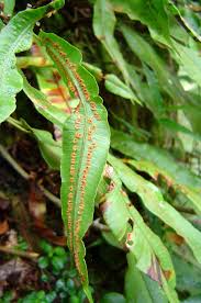 Image result for Oleandra