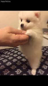Find the perfect puppy for sale in oregon at next day pets. Teacup Pomeranian Puppy Portland Oregon Mount Tabor Animal Pet