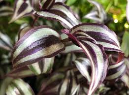 Red wandering jew plant care ; How To Grow Wandering Jew Houseplant Tradescantia Zebrina Gardening Channel