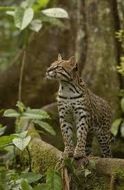 Ocelot Felis Pardalis Standing On Buttress Root On The Forest Floor In The Amazon Rain Forest Ecuador South America Photogra Animals Wild Wild Cats Big Cats