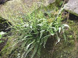 Image result for Asplenium uhligii