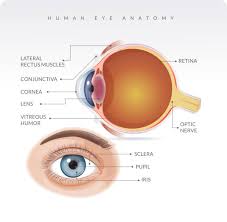Image result for Sclera