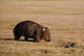 Image result for Common wombat