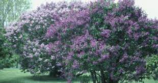 French Lilac Growing Information Lilac Bushes Lilac Tree Prune Lilac Bush