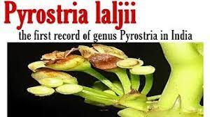 Image result for Pyrostria