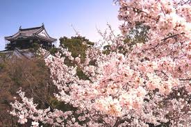 「岡崎公園ソメイヨシノ満開画像」の画像検索結果